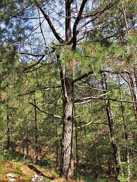 File:Pinus montezumae, Mesa del Oso, Nuevo León 1.jpg