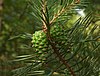 Pinus sylvestris kerucut pl.jpg