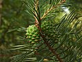 Wald-Kiefer, Föhre Pinus sylvestris