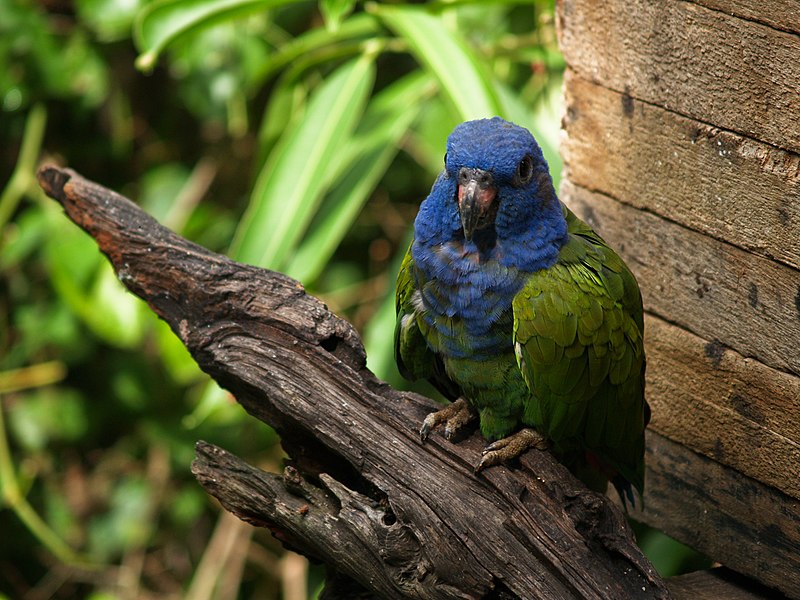 Pionus menstruus -La Senda Verde Animal Refuge -Bolivia-8a.jpg