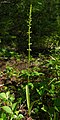 Platanthera unalascensis plant