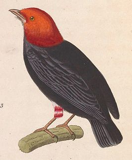 Roodkopmanakin