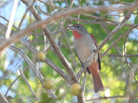 Piranga roseogularis