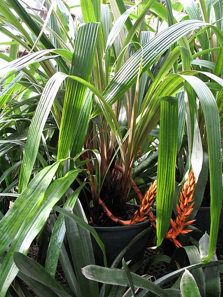 File:Pitcairnia elvirae (TS) 2-001024.jpg