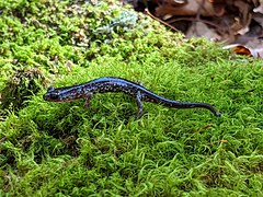 Description de l'image Plethodon punctatus 101120592.jpg.