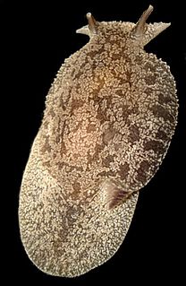 <i>Pleurobranchaea maculata</i> species of mollusc