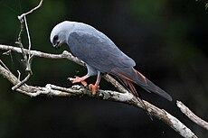 Plumbeous Kite (Ictinia plumbea) 2.jpg