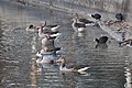 English: Gray geese, bar-headed goose and bald coots Italiano: Oche selvatica, oca indiana e folaghe Deutsch: Graugänse, Streifengans und Blässhühner