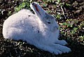 Arctic Hare, Ellesmere Island.