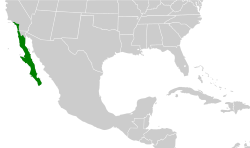 Polioptila californica map.svg