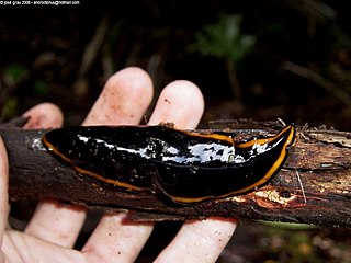 <i>Polycladus</i> Genus of flatworms