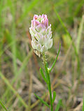 Polygala sanguinea için küçük resim