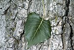 Thumbnail for File:Populus deltoides pode3 004 php.jpg