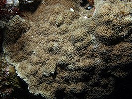 Porites vaughani