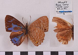 <i>Poritia philota</i> Species of butterfly