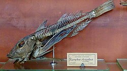 Prionotus evolans - Prionotus strigatus - squelette mnhn Paris.JPG