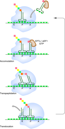 Cycle de l'élongation de la traduction par le ribosome