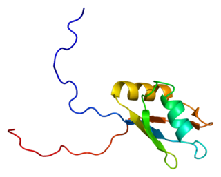 <span class="mw-page-title-main">A1CF</span> Protein-coding gene in the species Homo sapiens