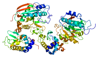 B4GALT1 Protein-coding gene in the species Homo sapiens