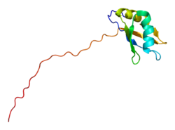Протеин SYNCRIP PDB 2dgu.png