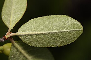 Prunus emarginata 1674.JPG görüntünün açıklaması.