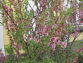 Kuvan kuvaus Prunus tenella1.jpg.