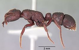 Psalidomyrmex sallyae