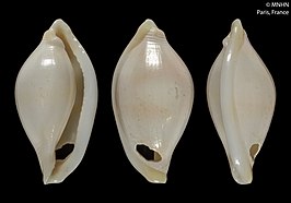 Pseudosimnia nudelmani