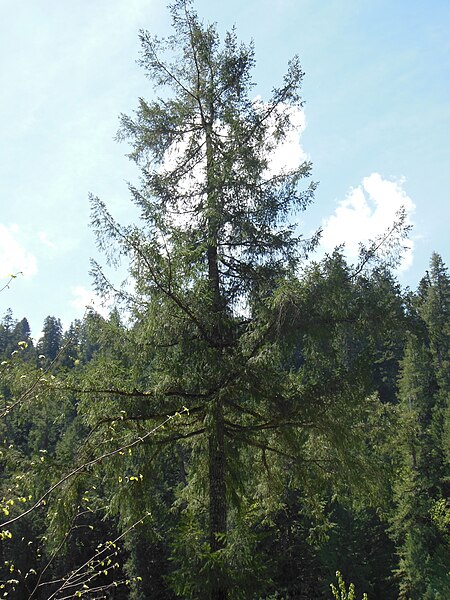 File:Pseudotsuga menziesii, McKenzie River, OR.JPG