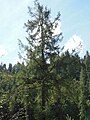 Douglas-fir (Pseudotsuga menziesii) tree in front of Douglas fir forest by the McKenzie