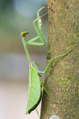 <i>Pseudoxyops</i> Genus of praying mantises