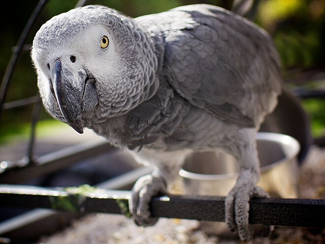 According to the Cambridge Declaration on Consciousness, "near human-like levels of consciousness" have been observed in the grey parrot.[1]