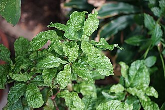 Psychotria nervosa leaves Psychotria nervosa leaves.JPG