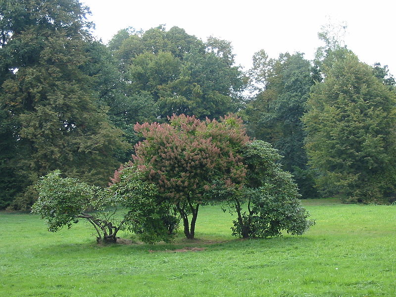 File:Pszczyna park zamkowy004 kpjas.jpg