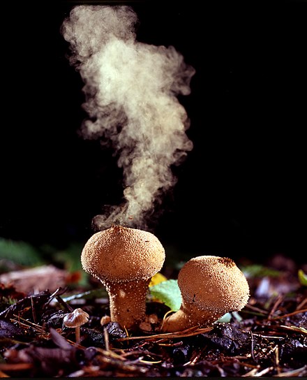 Puffballs emitting spores