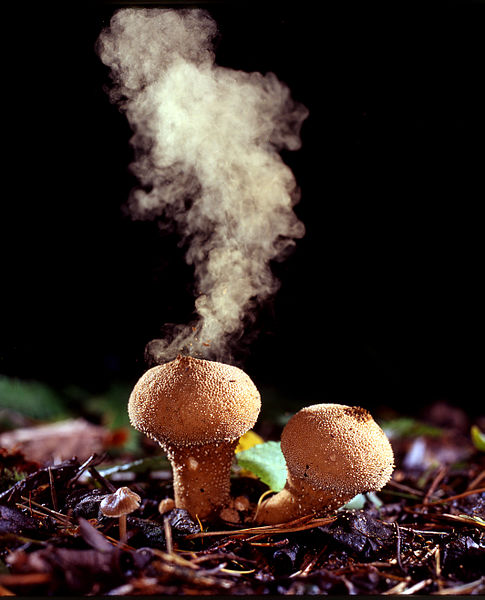 File:Puffballs emitting spores.jpg