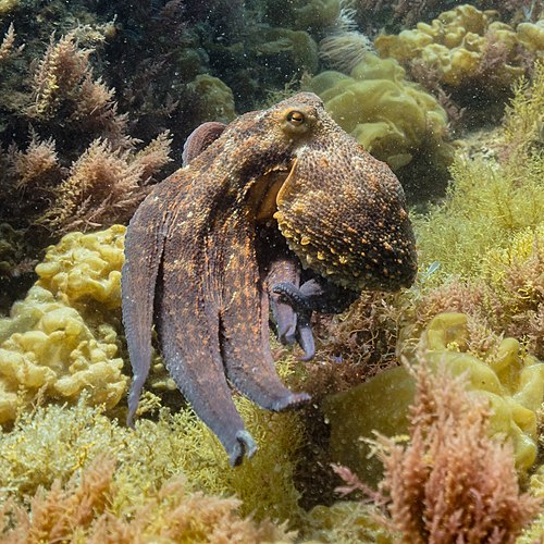 Pulpo común (Octopus vulgaris), Parque natural de la Arrábida, Portugal, 2020-07-21, DD 33.jpg