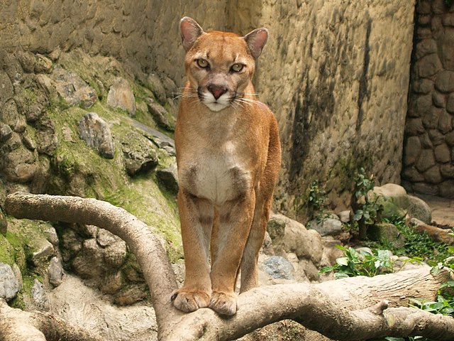 File:Puma (Puma concolor).jpg - Wikimedia Commons