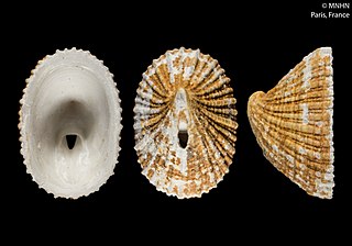 <i>Puncturella similis</i> Species of gastropod