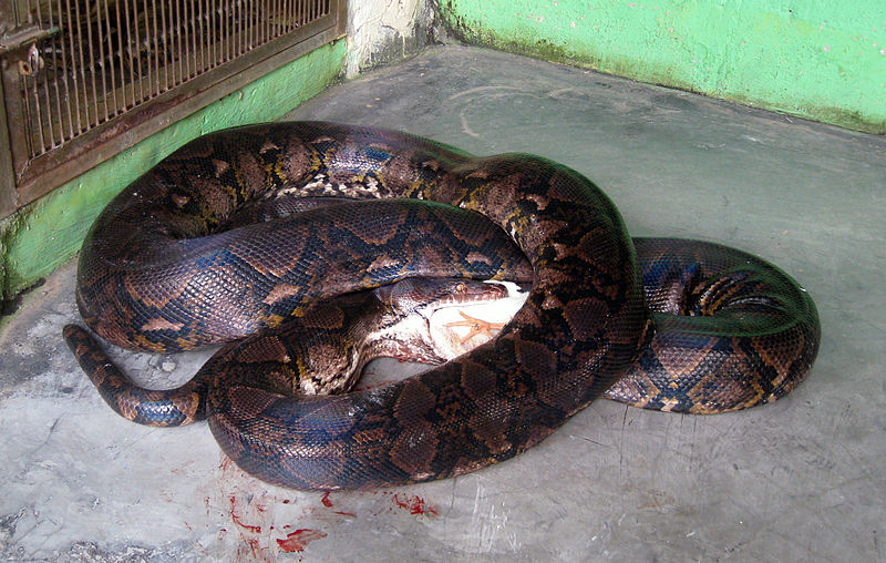 File:Python reticulatus feeding in TMII Reptil Park.jpg