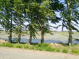 <span class="mw-page-title-main">Nenjiang River grassland</span> Ecoregion in the Nen river basin