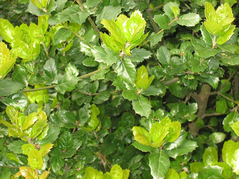 File:Quercus agrifolia foliage.jpg