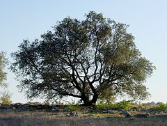 Description de l'image Quercus englmannii sillouette.jpg.