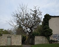 Mulberry tree