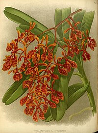 plate 513 Renanthera storiei