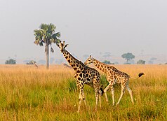 Rothschildovy žirafy v národním parku Murchison Falls