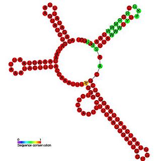 Plasmid RNAIII