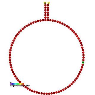 <span class="mw-page-title-main">Small nucleolar RNA Z173</span>