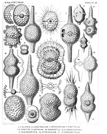 Radiolaria (Challenger) Plate 039.jpg