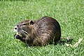 * Nomination Coypu (Myocastor coypus) in Colmar (Haut-Rhin, France). --Gzen92 09:14, 12 July 2022 (UTC) * Promotion  Support Good quality. --Jakubhal 13:26, 12 July 2022 (UTC)